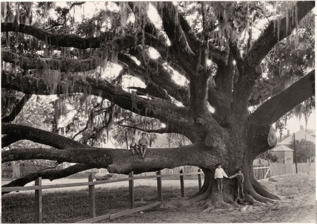 02 Enfants assis sur les branches d'un chêne géant - Louisiane, 1929