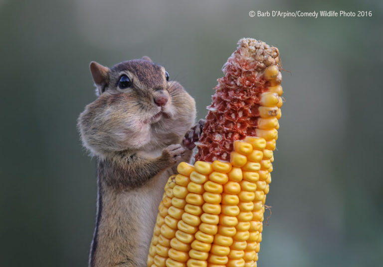 Les gagnants des « comedy wildlife photography awards 2016 »