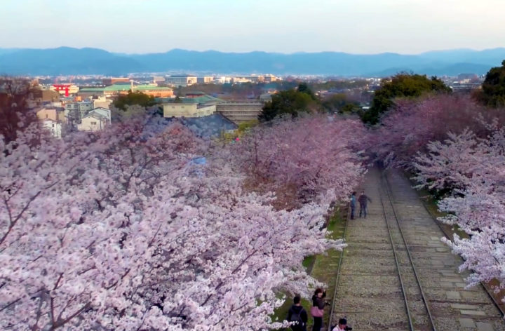 Timelapse de la floraison des cerisiers du Japon vue d'un Drone 1