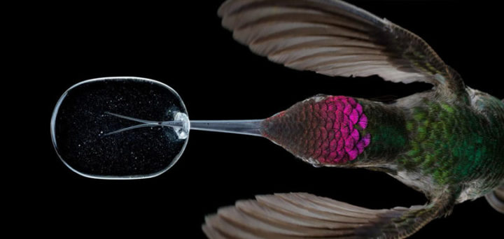 Slowmotion 3000 fps : Superbes images de la vie d'un Colibri 1