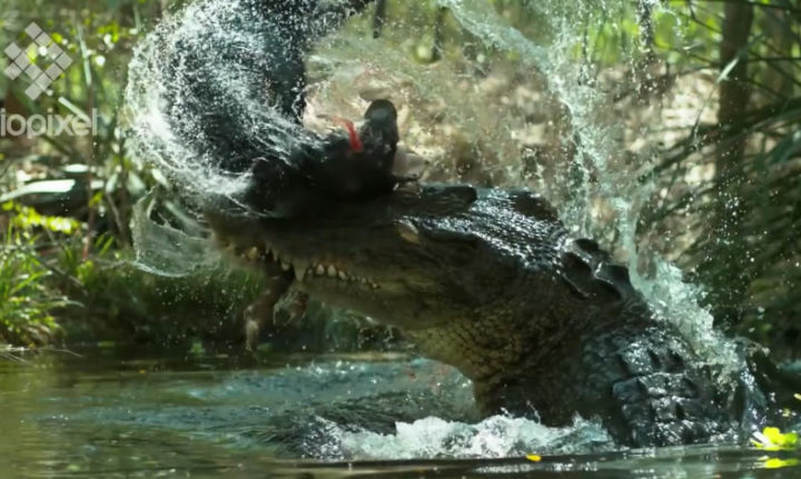 [Slow Motion 4K] Une vidéo au ralenti de la nature à couper le souffle 1