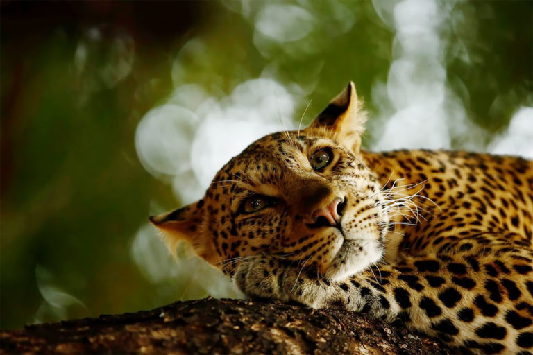 Les plus belles photos d’animaux de 2018