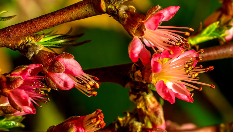 Timelapse – Superbes éclosions de fleurs