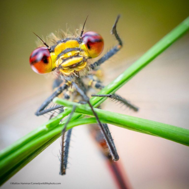 Comedy Wildlife Photography Awards 2021