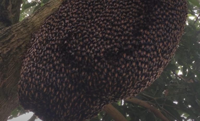 Un essaim d’abeilles font des vagues