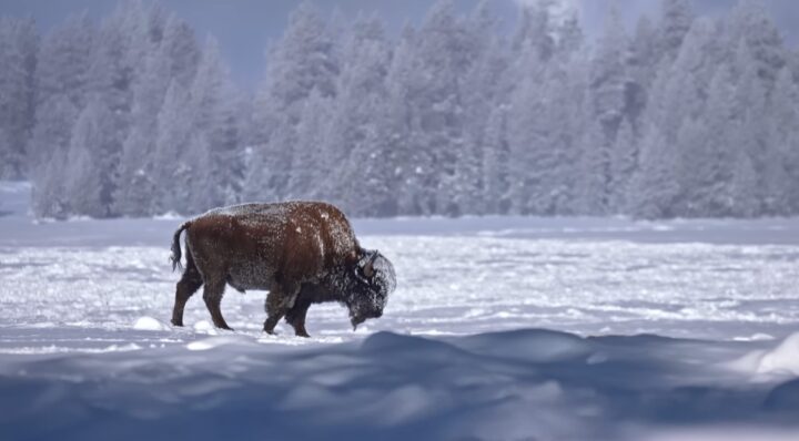 à quoi ressemble -37° en hiver au parc de Yellowstone ? 1